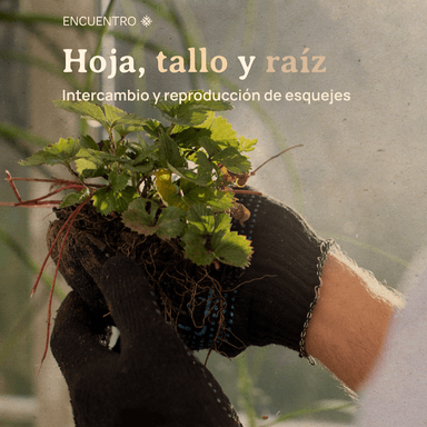 HOJA, TALLO Y RAÍZ imagen