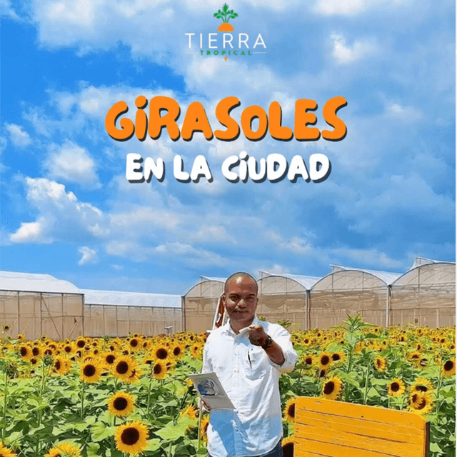 Girasoles en la ciudad imagen